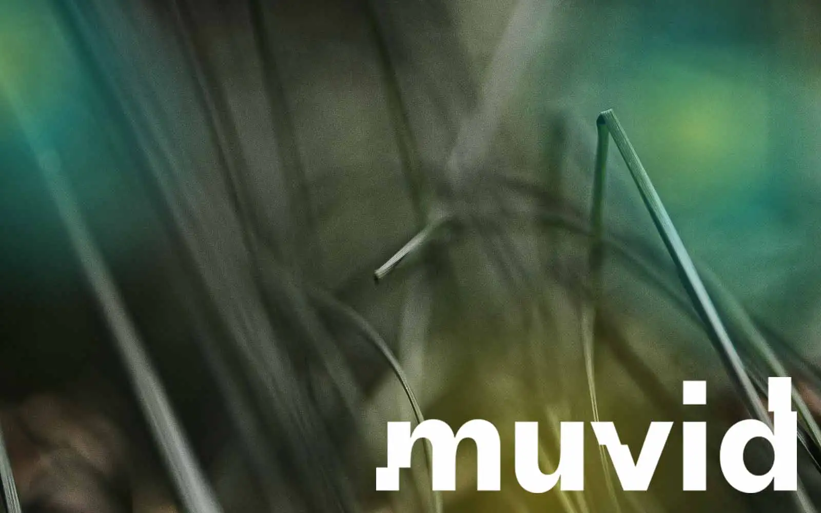 TikTok campaigns | TikTok advertising - Muvid