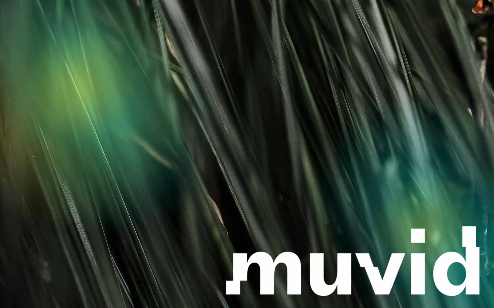 TikTok campaigns | TikTok advertising - Muvid